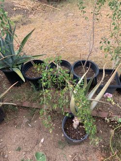 Support A Local Business With Purchasing Plants