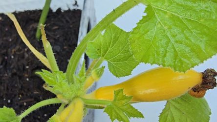 PORCH ZUCCHINNI 🏵