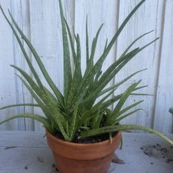 Aloe Vera