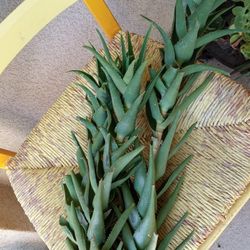 Climbing Aloe ( Ciliaris)