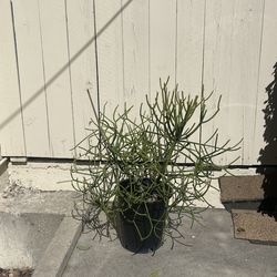 Fire Pencil Cactus Tree