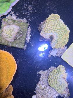 Coral decoration