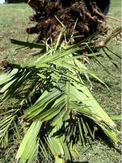 Canary Island Date Palm