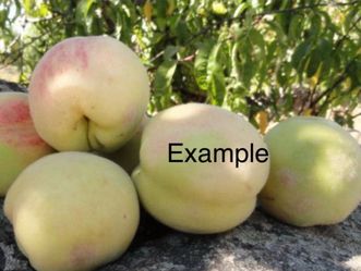 peach tree / $25 each/Arbol De Durazno