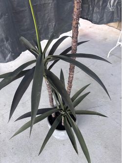 Plant (artificial
