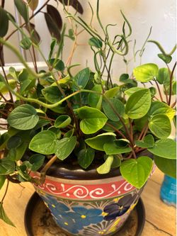 Healthy beautiful peperomia plant