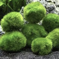 Buy 2 Get 7 Free MARMO Balls / Marimo Balls 