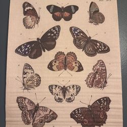 LARGE ODDITY BUTTERFLY PRINT CANVAS 