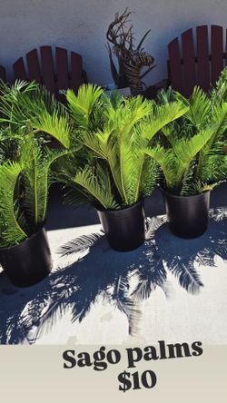 Sago palms