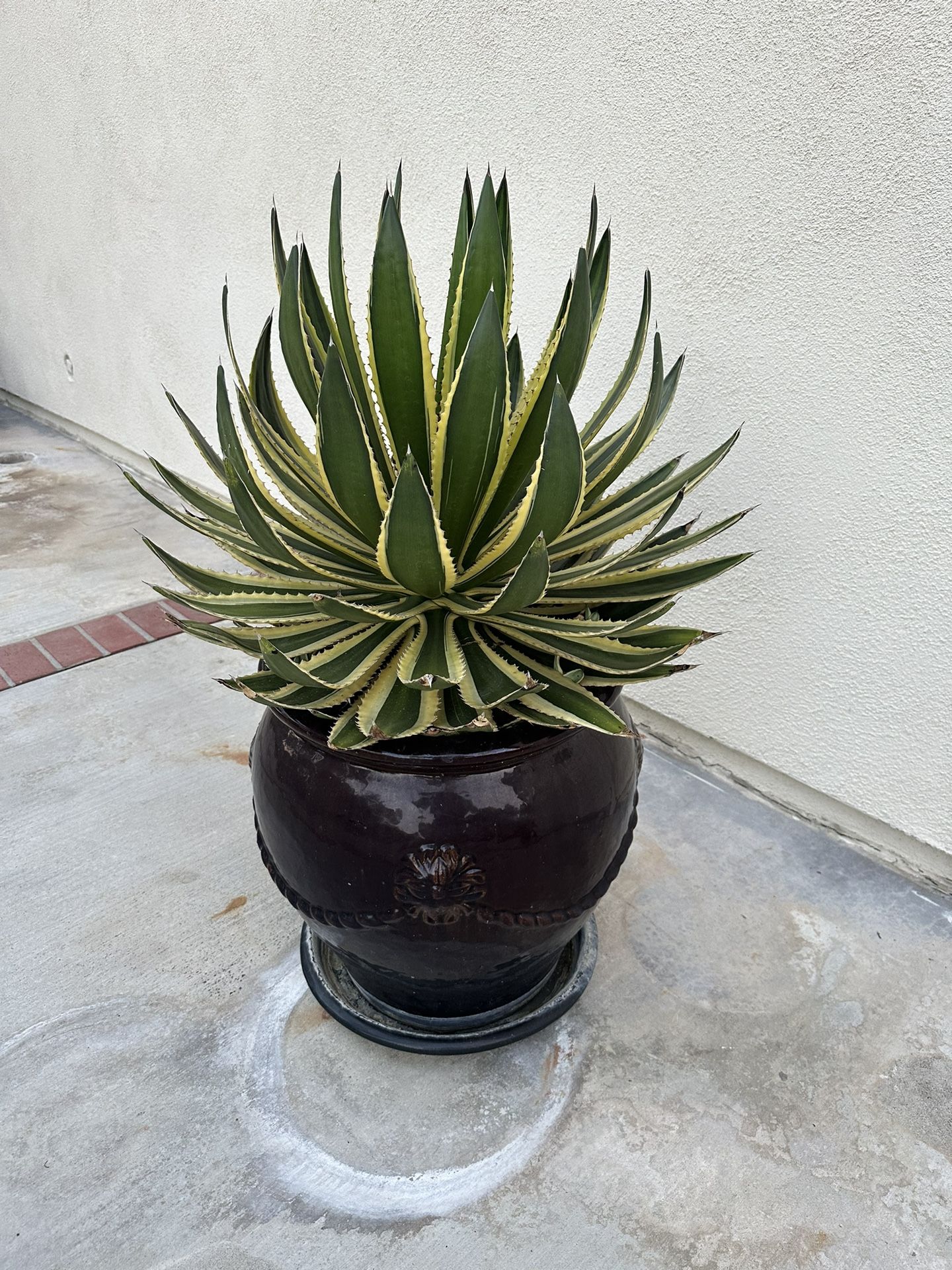 Cactus Plant In Pot - Large Beautiful Excellent Condition