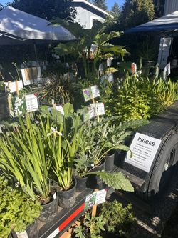 Plant Sale And Garage Sale
