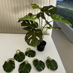Monstera Plant with Napkin Rings