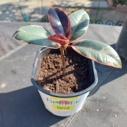 Variegated Rubber Plant 