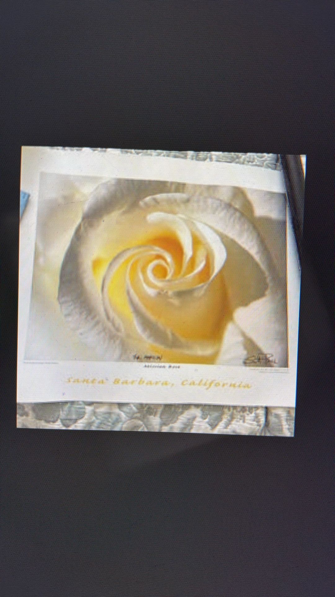 Mission Rose By Scott Price