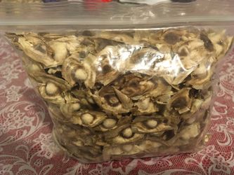 Moringa Seeds