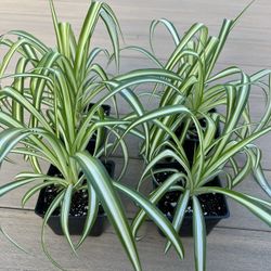 Spider plants. $7ea. live plants come in 5” nursery pot. Check profile for more plants. 