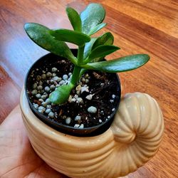 Jade Plant
