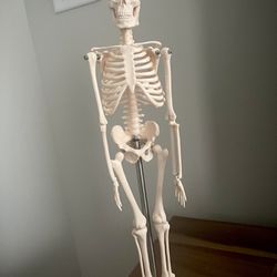 Anatomy Human Skeleton Model