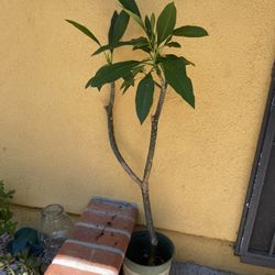 Plumeria