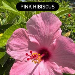 🌸 Pink Hibiscus 