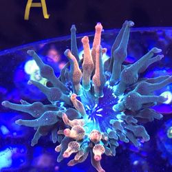 Nexus Burst Bubble Tip Anemone