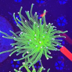 Grafted Glitter Grail Aquarium Decor