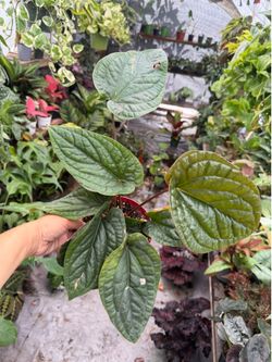 6” anthurium Luxurians