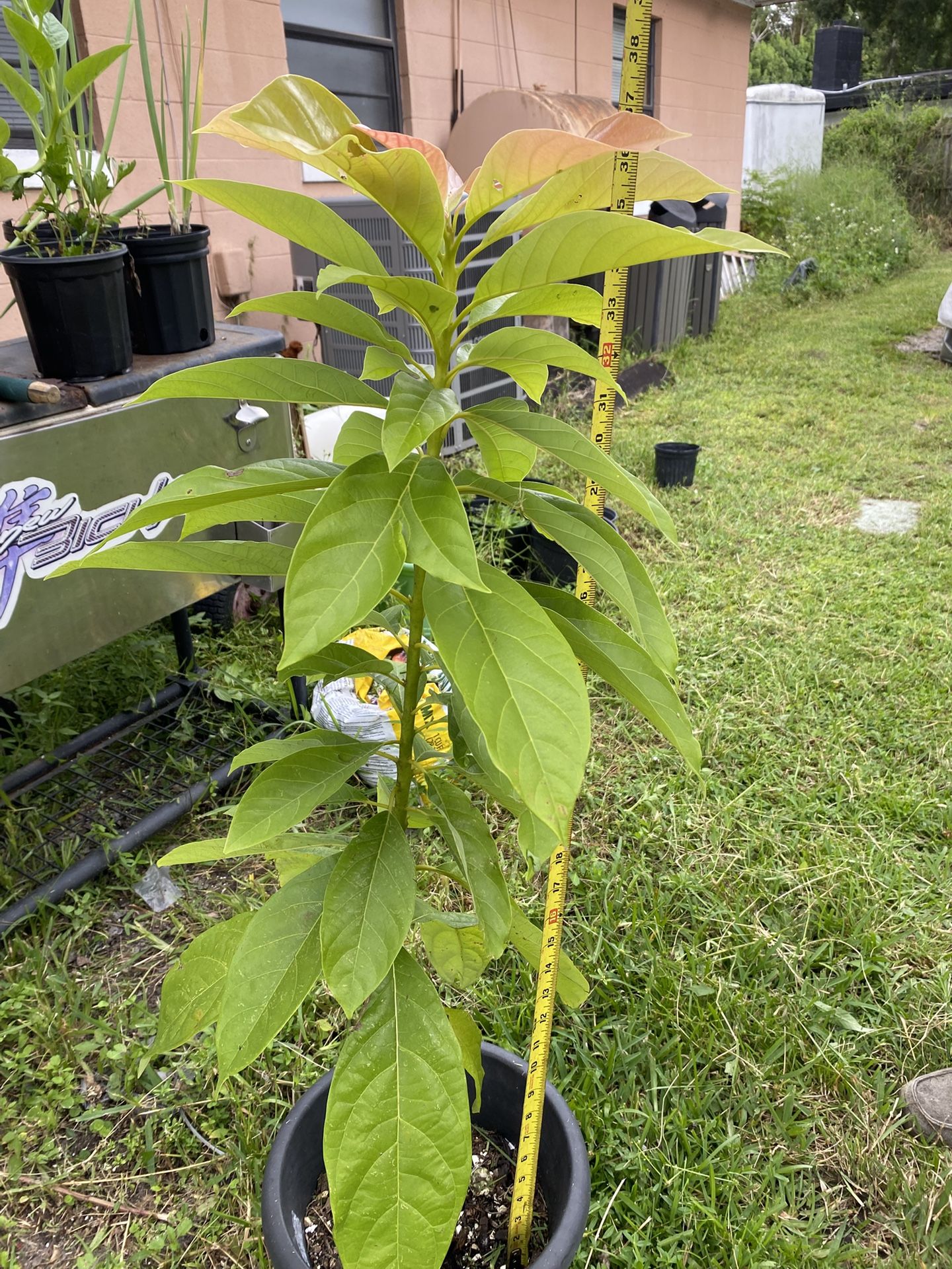 Live Large Avocado Fruit Plant over 3 Feet, In a 4-5 Gallon Pot, over 37 Inches Tall Firm Price - $35 - Not grafted-It’s planted from a seed