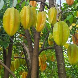 Star Fruit/ Five Fingers 
