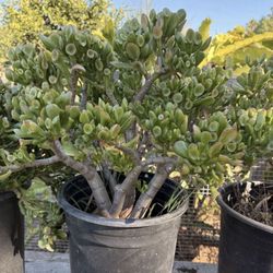 CRASSULA OVATA 'HOBBIT'