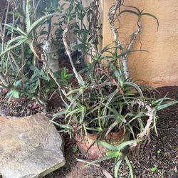 Wild And Crazy Aloe Plant. 