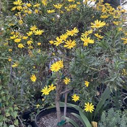 EURYOPS PECTINATUS  Daisy Tree