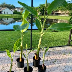 Ice cream Thai banana plant