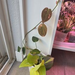 Pothos And Philodendron Bundle