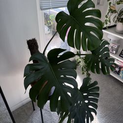 House Plant: Monstera deliciosa