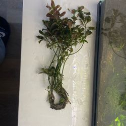 Fish tank Plant $10