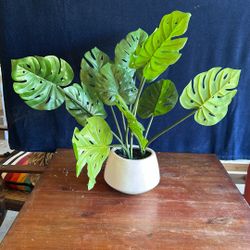 Crate &Barrel Potted Monstera. $99/New 