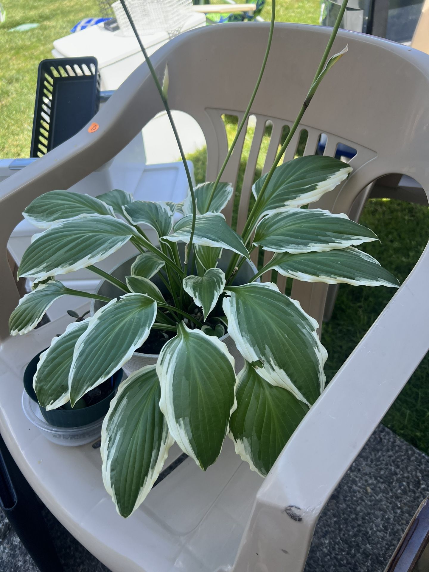 Plants