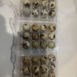 $5 A Dozen Quail Eggs 
