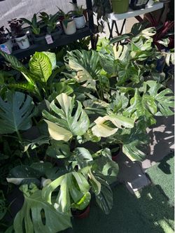 Plants (6”pot🌿🌿🌿On Sale Thai Constellation Monstera $25 each)