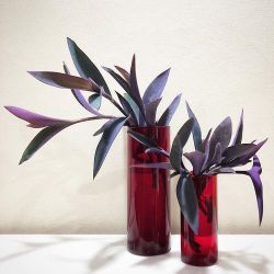 Purple Queen Plant/ Indoor Plant/ House Plant Flower Patio Garden