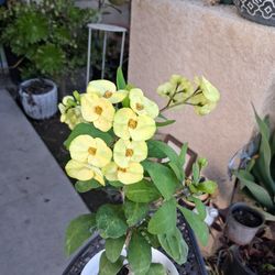 Crown-of-Thorns Plant with Yellow Flowers $35