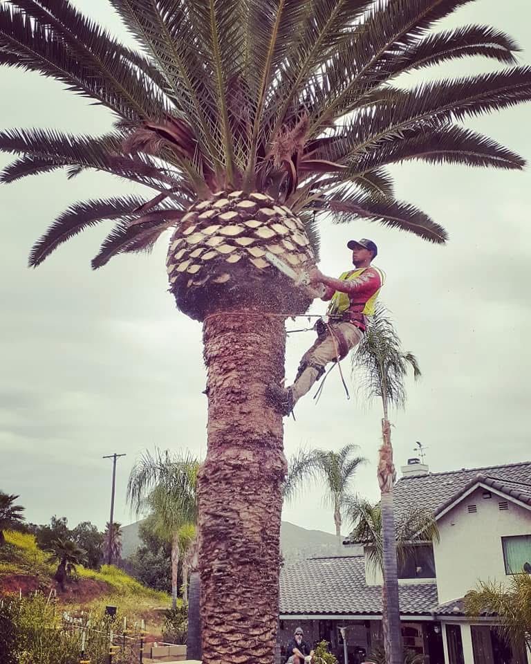 Palms Trimming