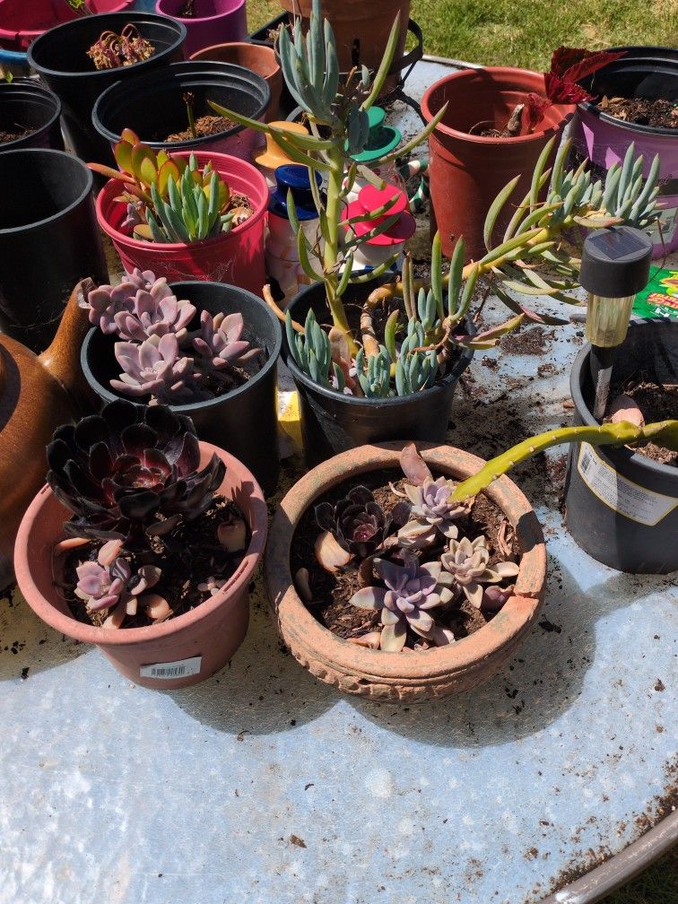 Assorted Succulent Plants