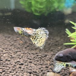 aquarium supplies 