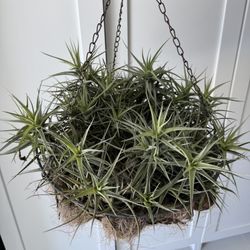 Air Plants