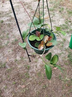 Hoya Australis lisa