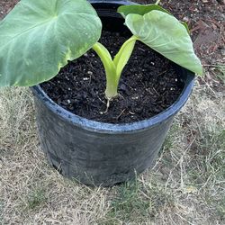 Elephant Ear Plant