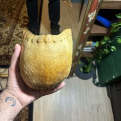 19th Century Bull Scrotum