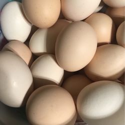 Dozen Eggs 